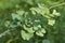 Branch with leaves of a relict plant - ginkgo biloba.