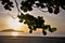 Branch of leaves of Terminalia catappa and the sun radiating at dawn on the edge of MassaguaÃ§u beach