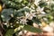 Branch with leaves and white lemon flowers