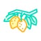branch lemon plant color icon vector illustration