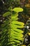 Branch with light green to yellow leaves of Desert False Indigo bush, also called false indigo-bush or bastard indigobush