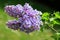 A branch lilac blossoms. Blurry background and bokeh. Blooming syringa branch in springtime. Beautiful spring flowers in