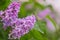 A branch of lilac on a blurred green background. Close. Copy space