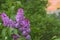 A branch of lilac on a blurred green background. Close. Copy space