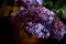 Branch of lilac on a dark background. Background, close. Purple