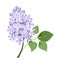 Branch of lilac flowers. Vector illustration.