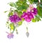 Branch lilac fuchsia flower isolated