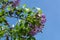 A branch of lilac and a Scarce swallowtail butterfly on it on a sunny spring day in the garden