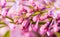 Branch of lilacs macro view