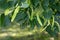 A branch of lime tree. Green leaves of a linden tree. Tilia americana. Texture, nature background. Botany pattern