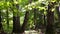 Branch of a linden in a sunny summer forest.