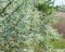 branch Loch silver Elaeagnus commutata woody or shrub plant