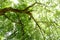 Branch lush green tree with sunlight, low angle shot