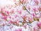 Branch magnolia pink blooming tree flowers in soft light Purple tender blossom Magnoliaceae soulangeana in sunny spring