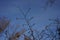 Branch with male catkins next to female flower buds in winter. Corylus avellana, the common hazel, is a species of flowering plant