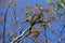 Branch with male flowers of persian walnut