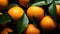 A branch of many ripe fresh oranges with green leaves and water drops on a dark background