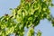 Branch of maple Acer saccharinum with lot of reen seeds against blue sky. Young seeds on maple Acer saccharinum