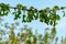 Branch of maple Acer saccharinum with lot of reen seeds against blue sky. Young seeds on maple Acer saccharinum