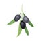 Branch of Mature Olives Cultivar with Hanging Small Black Drupe Fruit Vector Illustration