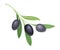 Branch of Mature Olives Cultivar with Hanging Small Black Drupe Fruit Vector Illustration