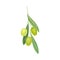 Branch of Mature Olives Cultivar with Hanging Small Green Drupe Fruit Vector Illustration