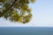 Branch of mediterranean pine tree in front of wide ocean