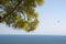 Branch of mediterranean pine tree in front of wide ocean