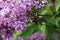 A branch of Meyer\\\'s pink lilac.Palibin