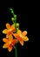 Branch of mini orange phalaenopsis orchids on dark backdrop 