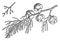 Branch of Monterey Cypress vintage illustration