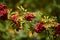 A branch of mountain ash with clusters of juicy ripe red berries