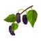 Branch of Mulberry with Lobed Leaf and Fully Ripe Black Berries Vector Illustration