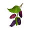 Branch of Mulberry with Lobed Leaf and Fully Ripe Black Berries Vector Illustration