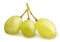 Branch of Muscat Grape isolated with clipping path