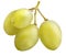 Branch of Muscat Grape isolated with clipping path
