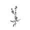 Branch mustard plant with leaf and flower. Vintage vector hatching