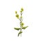 Branch mustard plant with leaf and flower. Vintage vector hatching