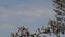 Branch of nectarine tree in bloom with blue sky background and copy space