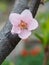 Branch of nectarine tree in the period of spring flowering.