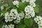 Branch of northern downy hawthorn with lots of flowers