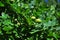 Branch of an oak tree with green acorns