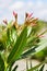 A branch of Oleander Nerium oleander plant flowers,