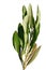 Branch of olive tree Olea Europeaea with green tall skinny leaves, white background