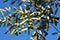Branch of olive tree for production of Italian extra virgin oil