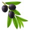Branch of olive tree with ripe black olives
