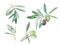 Branch olives with fruits and leaves set watercolor illustration