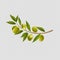 Branch Olives With Leaf Isolated Transparent Background