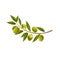Branch Olives With Leaf Isolated White Background