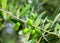 A branch of olives. Spanish green olives on a tree.